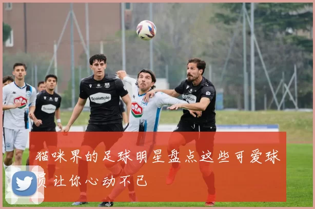 猫咪界的足球明星盘点这些可爱球员让你心动不已